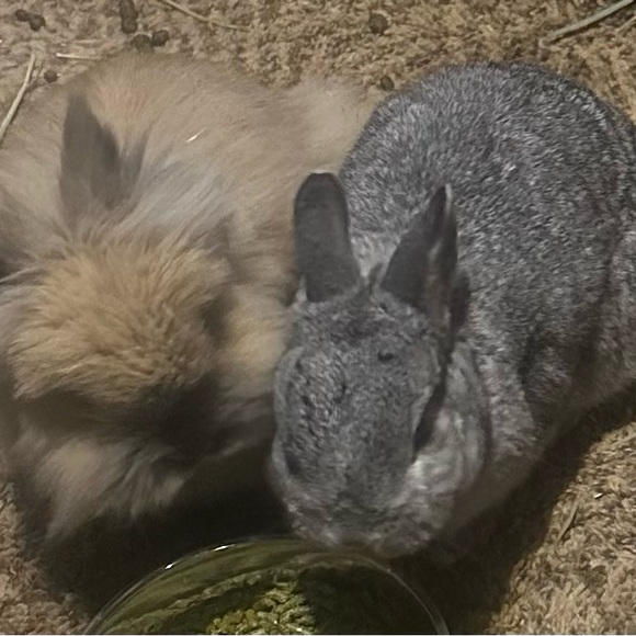 💝CUTE skate boarding bunny enamel pin white - proceeds go to charity. NWOT - Picture 5 of 5